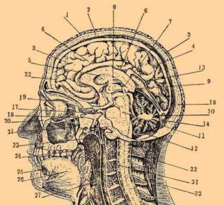 Your Brain is an Ecosystem, Not a Machine Image